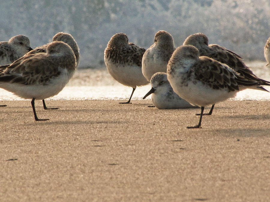 Plovers in the morning sunlight Photograph by Christopher Mercer