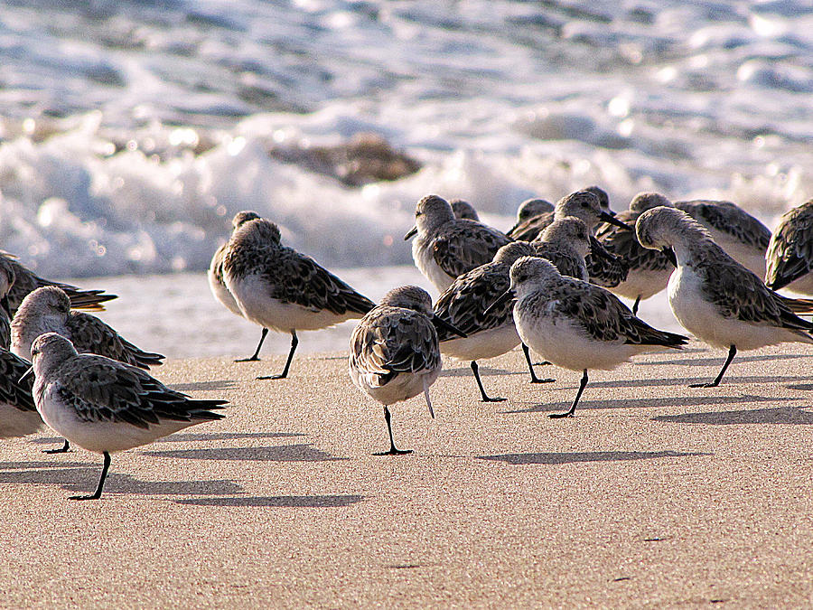 Plovers on Playalinda Beach 1  Photograph by Christopher Mercer