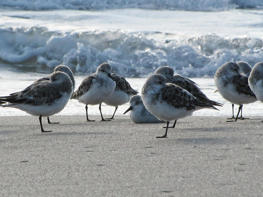 Plovers on Playalinda Beach Photograph by Christopher Mercer