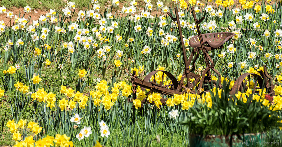 Plow in Field of Daffodils Photograph by Wendy Carrington