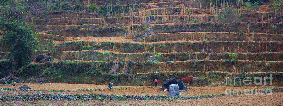 Plowing Fields Vietnam  Photograph by Chuck Kuhn