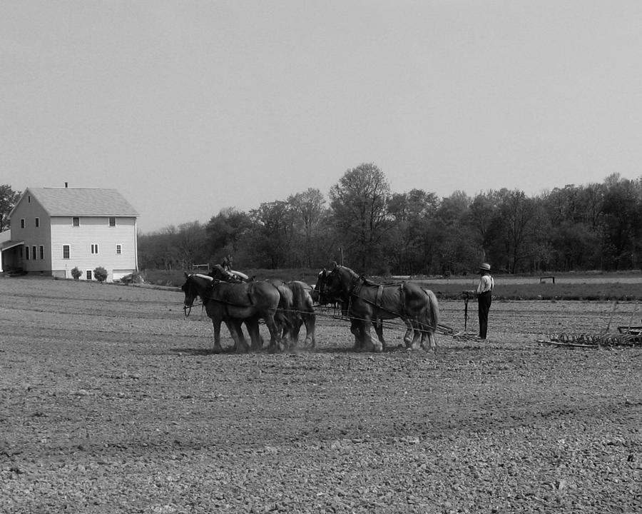 Plowing the Old Way 2 Photograph by George Jones