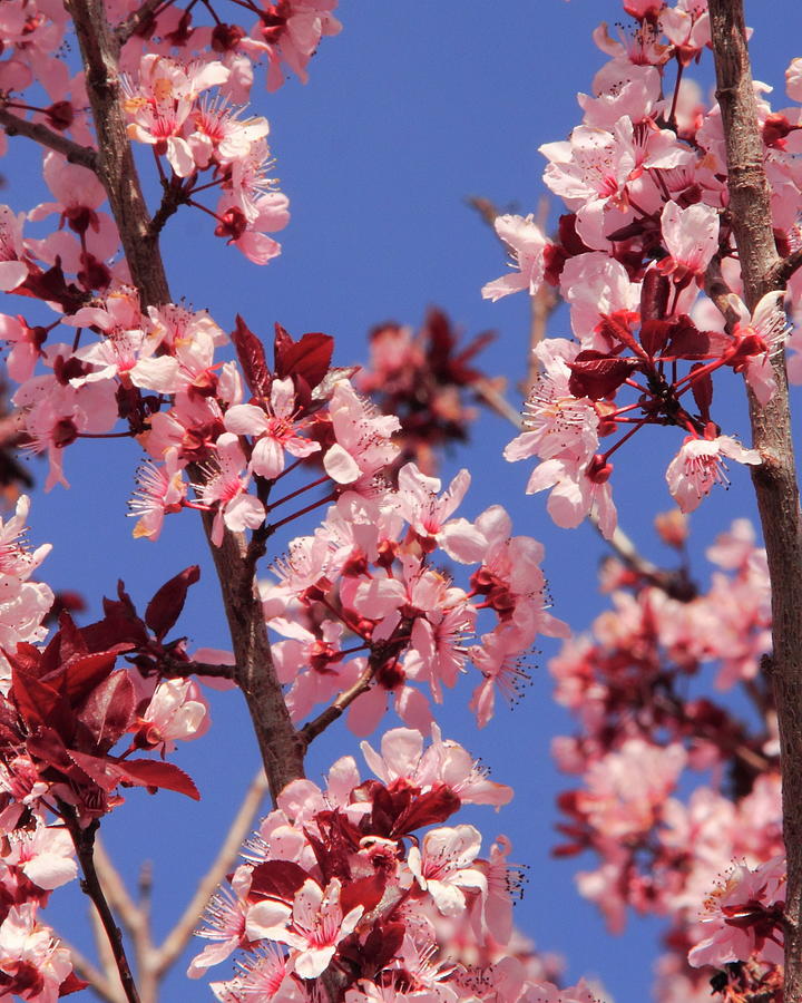 Spring Photograph - Plum Beautiful by Diane Zucker