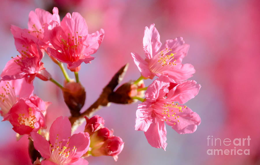 Plum Blossom 2 Photograph by Andrea Anderegg