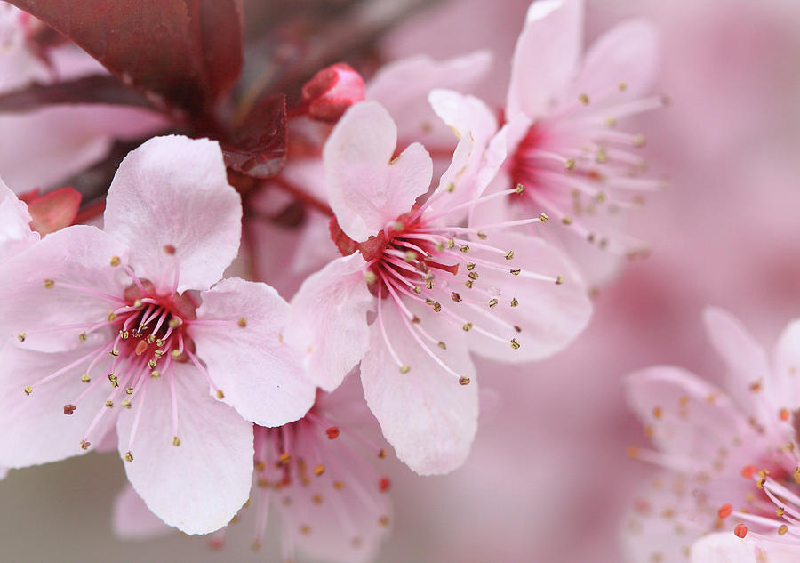 Spring Photograph - Plum Blossom 2 by David Kocherhans