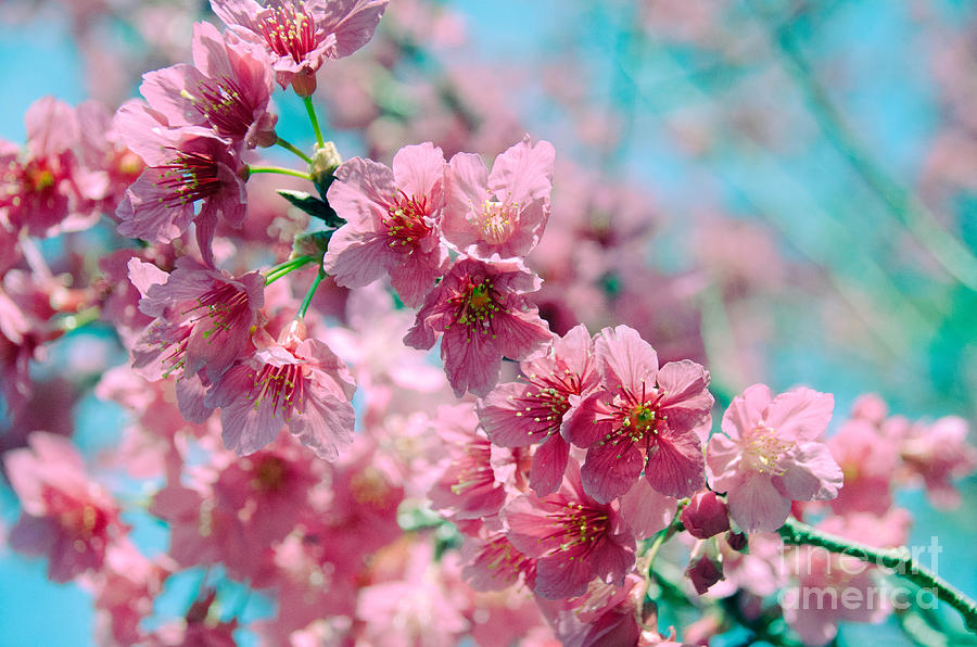 Plum Blossom 3 Photograph by Andrea Anderegg
