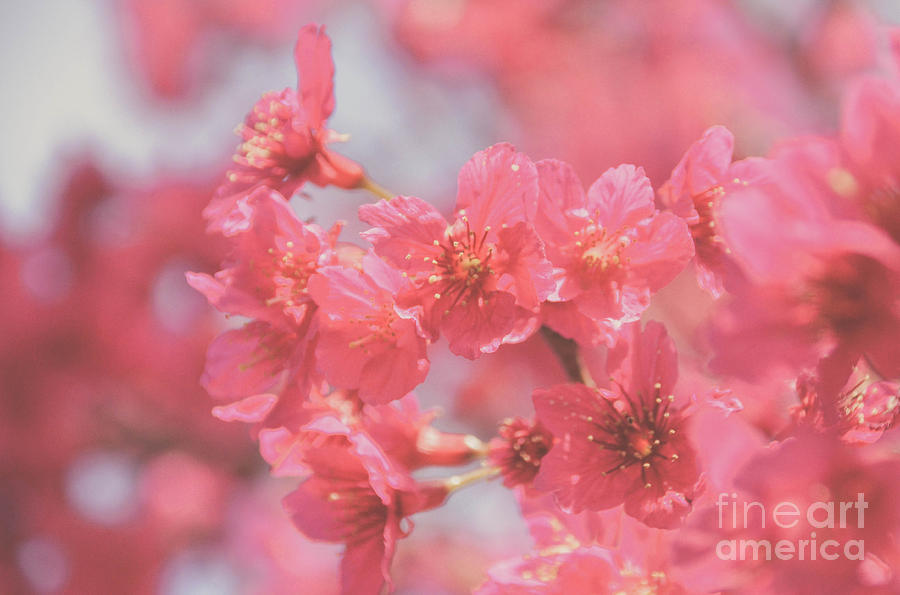Plum Blossom 4 Photograph by Andrea Anderegg