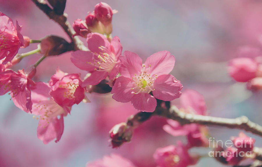 Plum Blossom Photograph by Andrea Anderegg