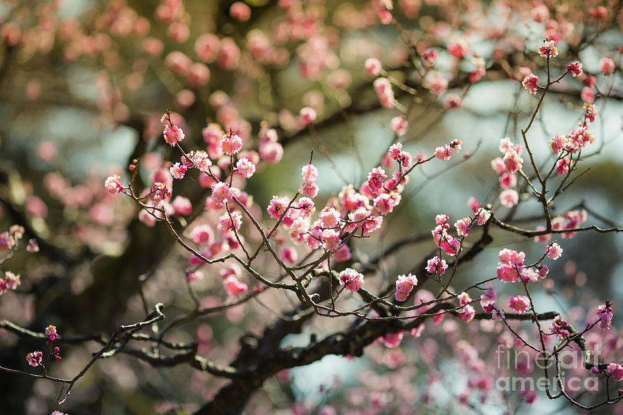 Plum Blossom Photograph by Eva Lechner