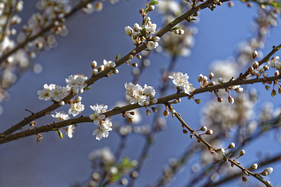 Apple Photograph - Plum blossom in the sky by Adrian Bud Apple Photograph - Plum blossom in the sky by Adrian Bud