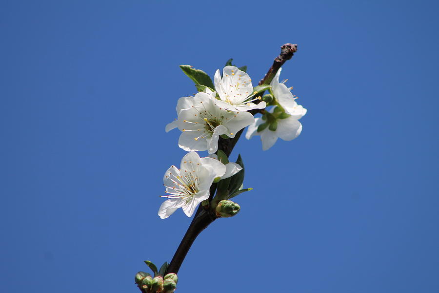 Plum Blossom Photograph