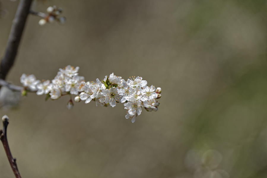 Apple Photograph - Plum blossom provocative by Adrian Bud Apple Photograph - Plum blossom provocative by Adrian Bud