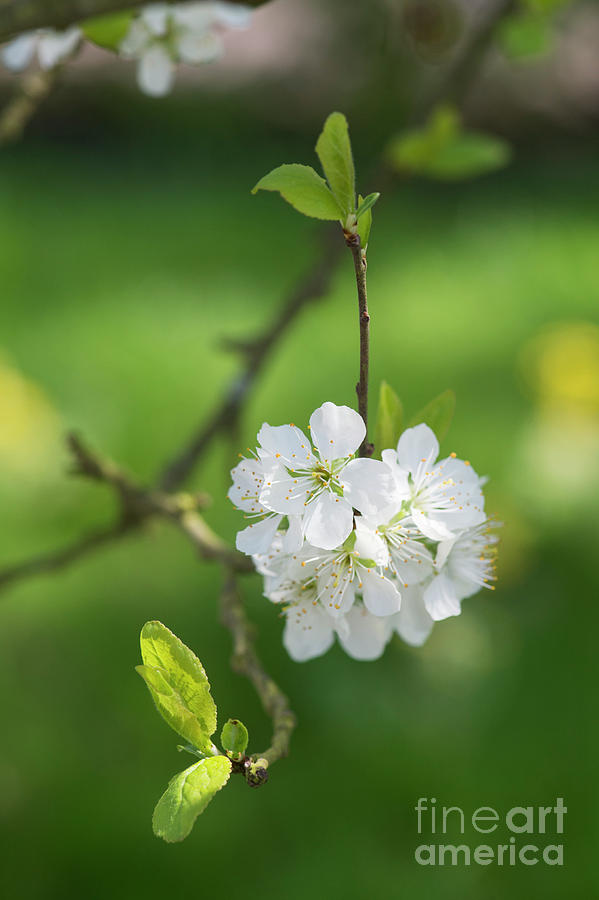 Plum Blossom Photograph by Tim Gainey