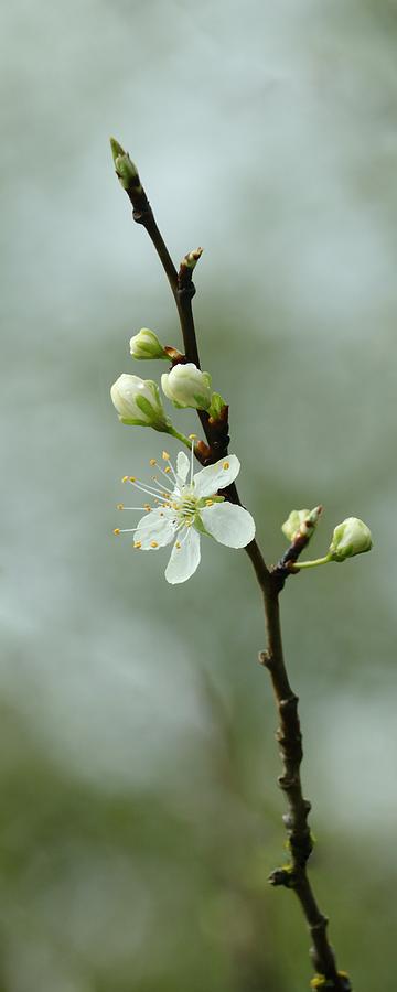 Plum Blossom Time Photograph by Iina Van Lawick