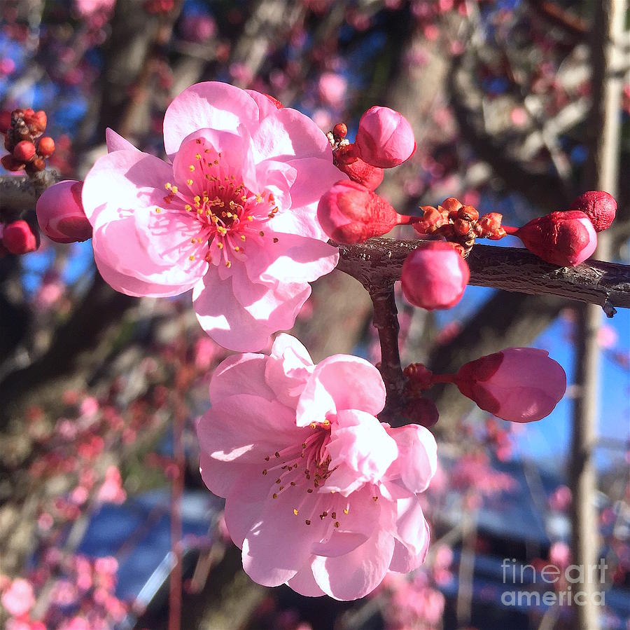 Plum blossom  Photograph by Wonju Hulse