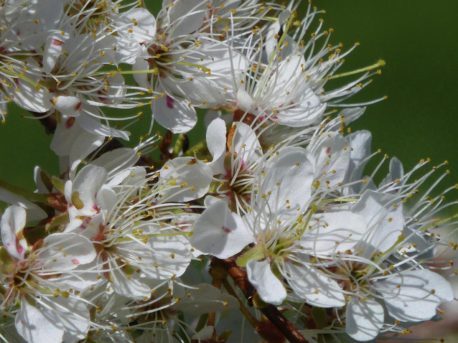 Plum Blossoms Photograph by Cris Fulton