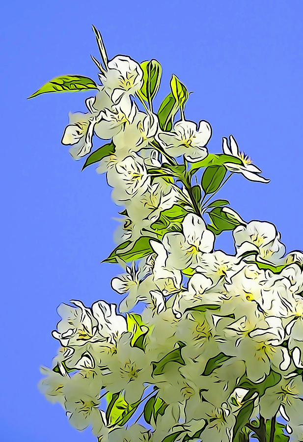 Crabapple Blossoms Photograph by Dennis Cox