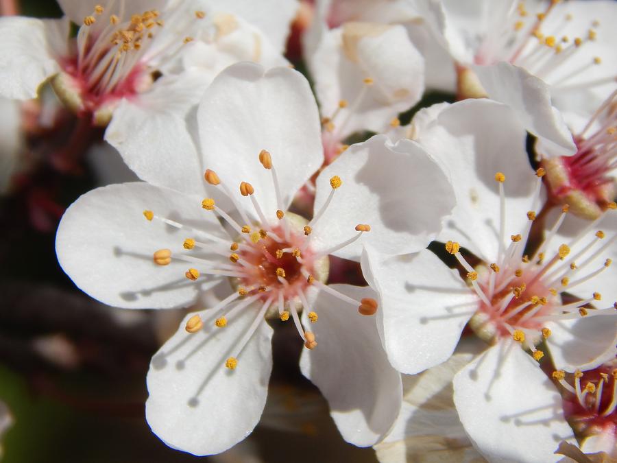 Plum Blossoms Photograph