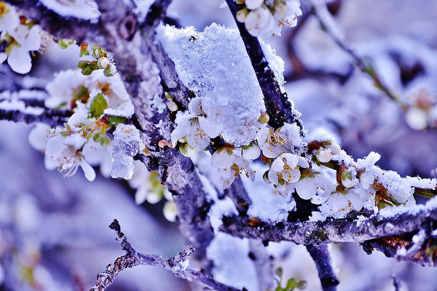 Plum Blossoms in Snow Photograph by Kim Bemis
