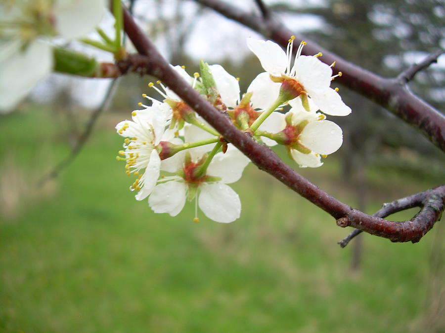 Plum Blossoms in Spring Photograph by Kent Lorentzen