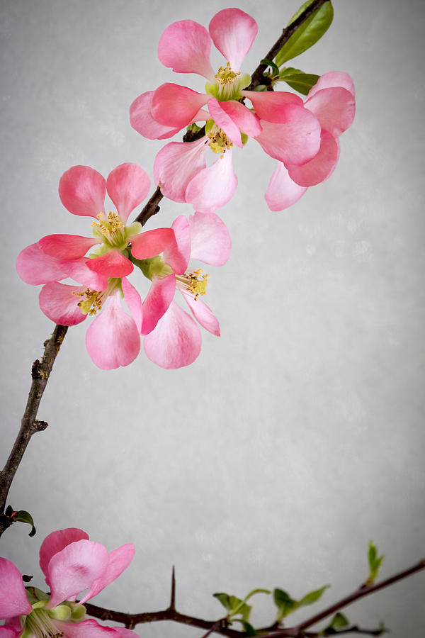 Plum Blossoms Photograph by Jade Moon 