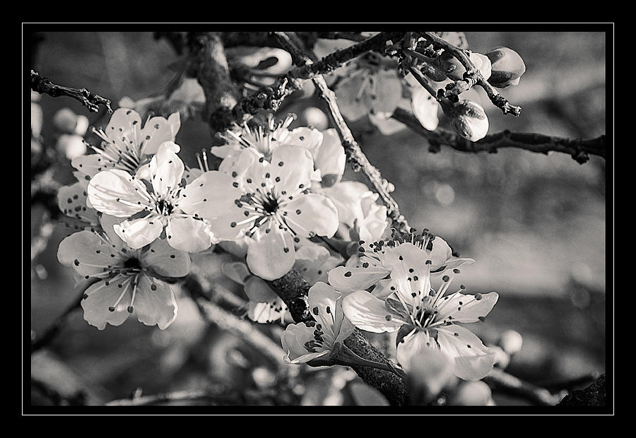 Plum Blossoms  Photograph by Mellissa Ray