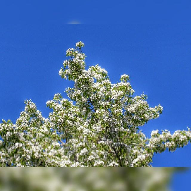 Summer Photograph - Plum Blossoms. 
#sky #tree #nature by Viaruss Ut-Gella