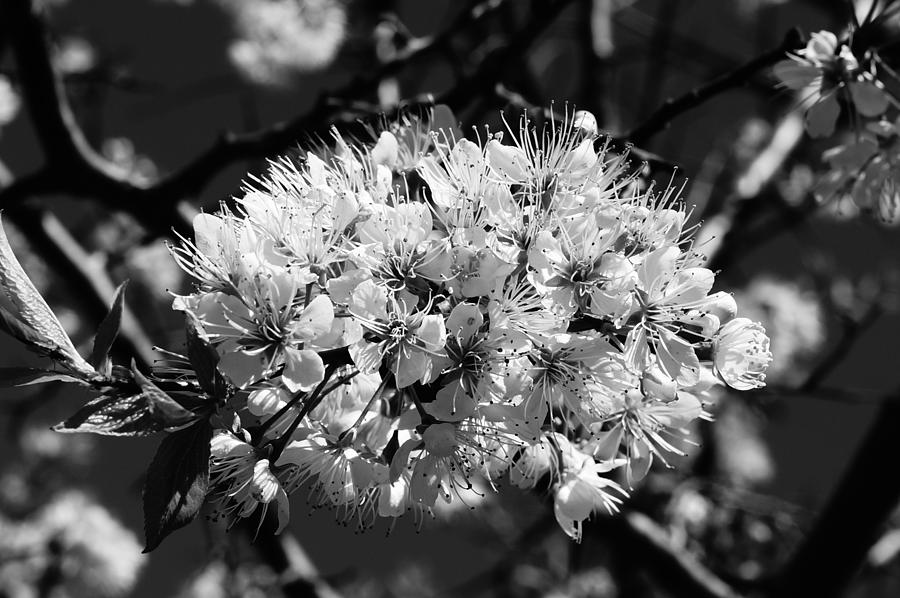 Plum Blossoms Photograph by Steven Clipperton