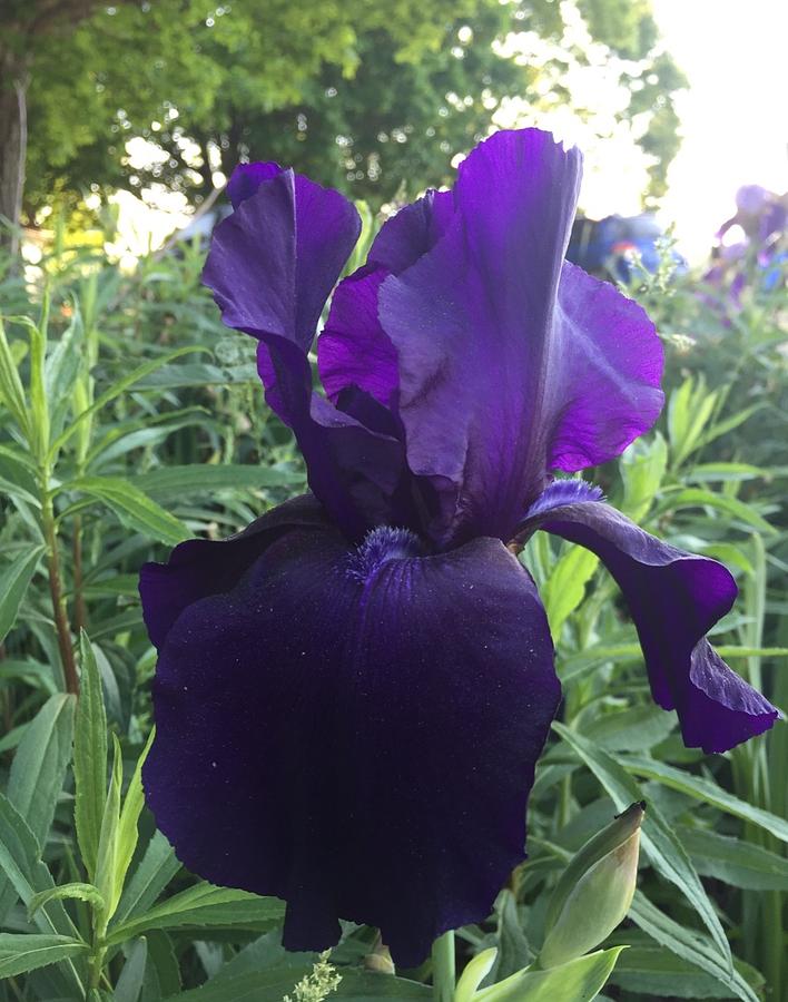 Plum Crazy Photograph by James Sloan Fine Art America