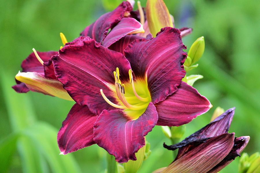 Day Lily Photograph - Plum Day Lily by Lena Hatch