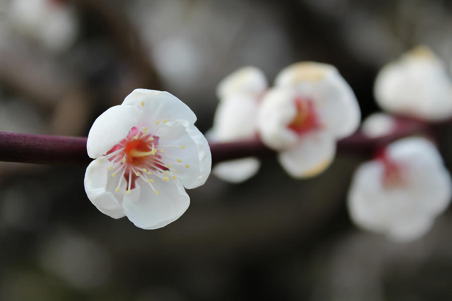 Plum flower Photograph by Irina Sato - Fine Art America