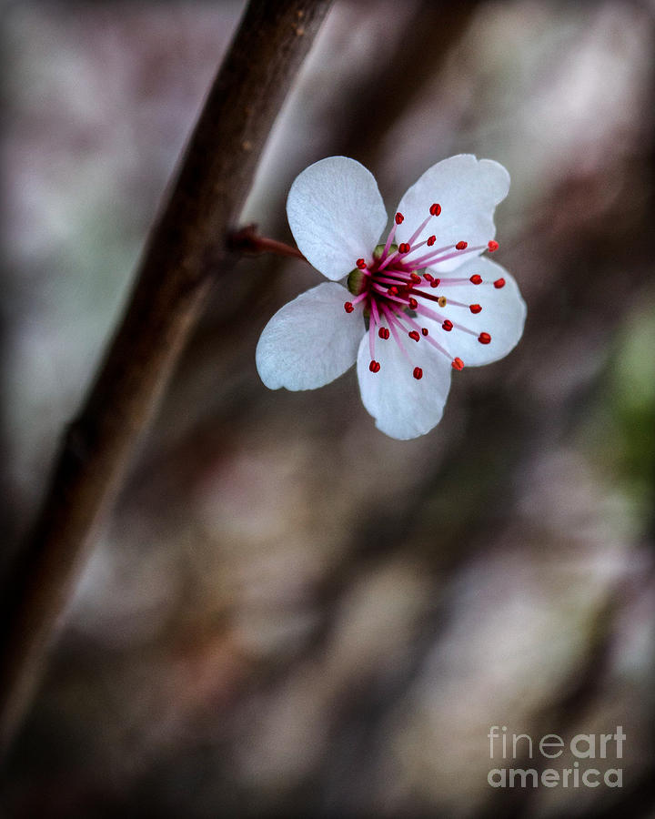 Plum Flower Photograph by Michael Arend
