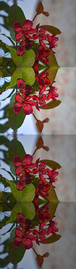 Plum Flowers Collage Photograph