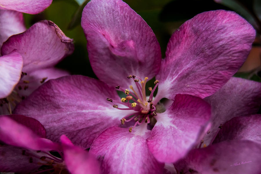 Plum Gorgeous Photograph by Mick Anderson