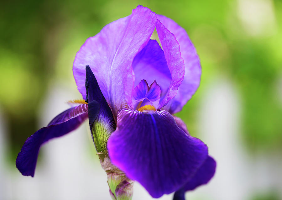 Plum Iris Photograph