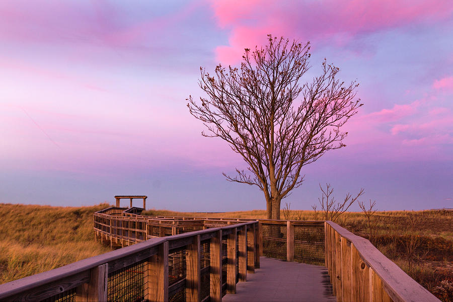 Landscape Photograph - Plum Island Boardwalk with Tree by Betty Denise