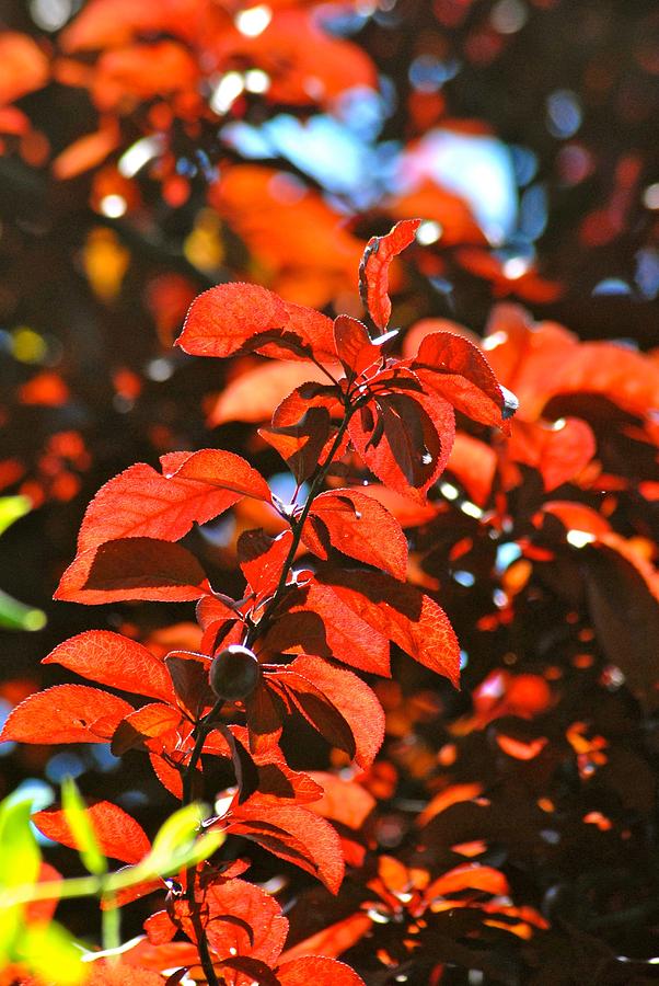 Plum leaf in the Sun Photograph by Fred Haeberle - Fine Art America