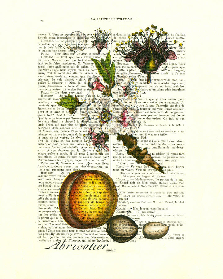 Nature Digital Art - Apricot tree, fruit and blossom plant antique illustration by Madame Memento