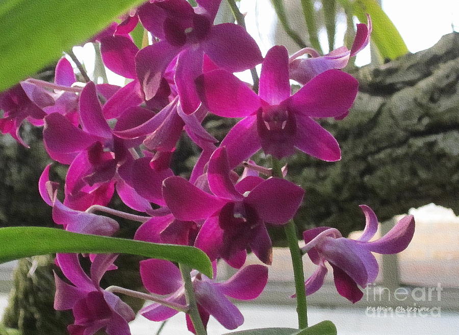 Plum Orchids Photograph by Kathie Chicoine