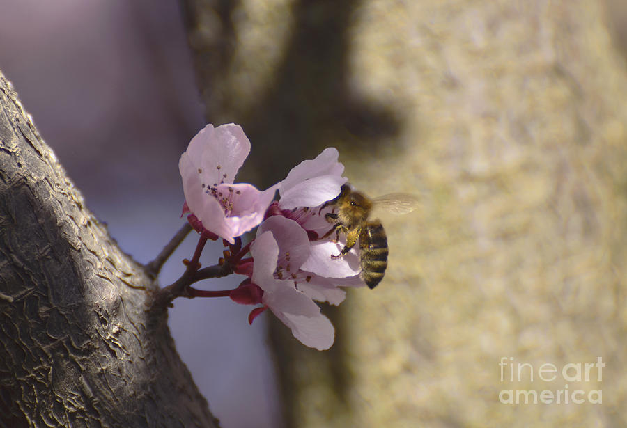 Plum Pollenation Photograph by Debby Pueschel
