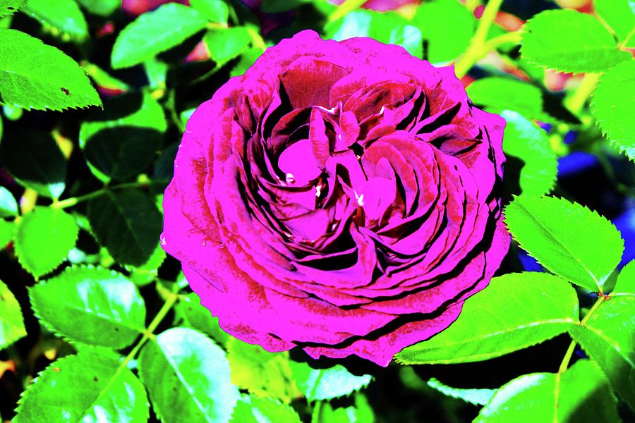 Plum Purple Rose Photograph by Cynthia Guinn