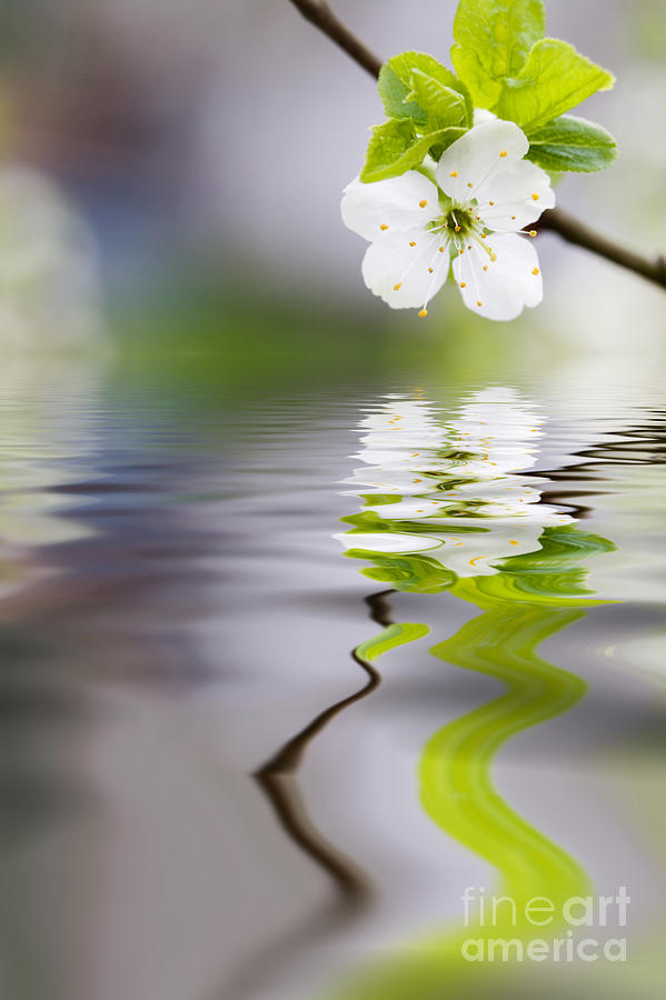 Nature Photograph - Plum tree blooming by Kati Finell