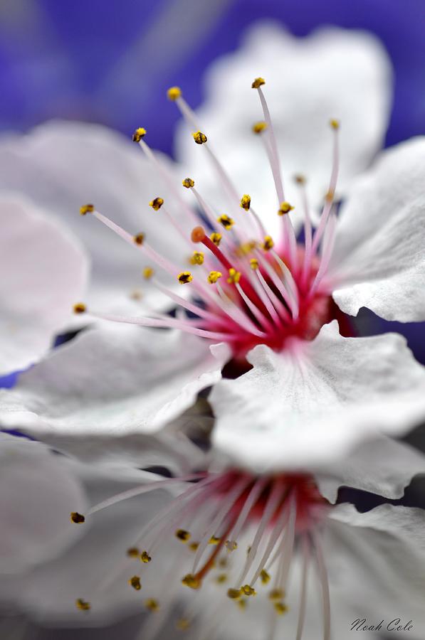 Spring Photograph - Plum Tree Blossom - 2 by Noah Cole
