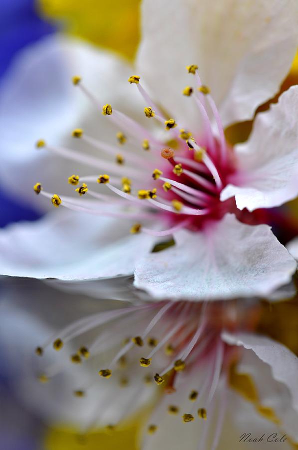 Spring Photograph - Plum Tree Blossom - 3 by Noah Cole