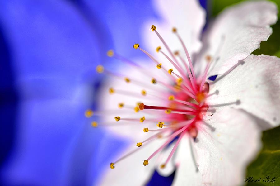 Flower Photograph - Plum Tree Blossom by Noah Cole