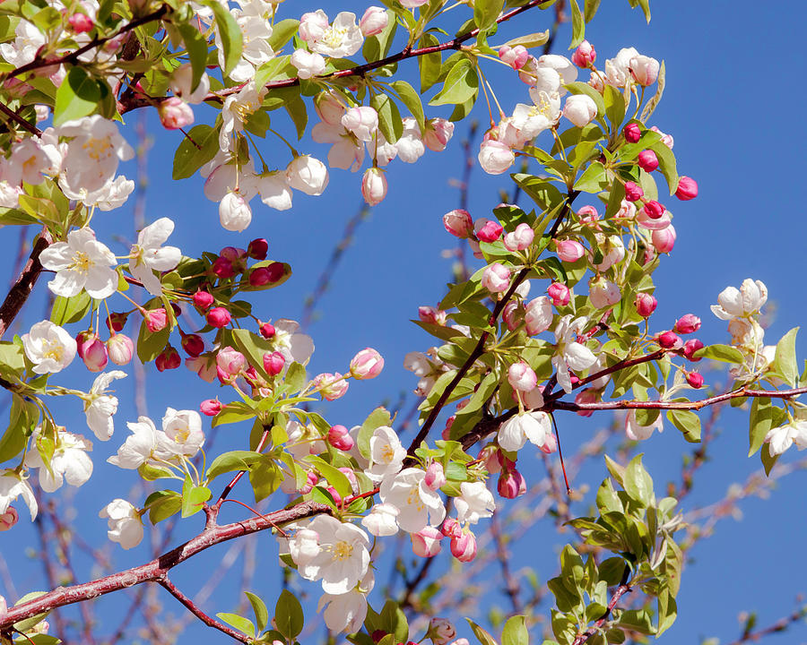 Flower Photograph - Plum Tree Blossoms by John Bartelt