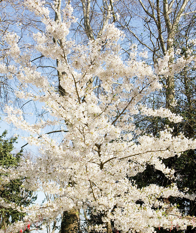 Plum tree in blossom Photograph by Irina Afonskaya