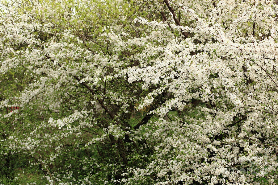 Plum Trees in Spring II Photograph by Stefania Levi - Fine Art America