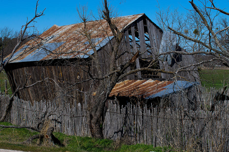 Plum Tuckered Out II Photograph by Bob Marquis Fine Art America