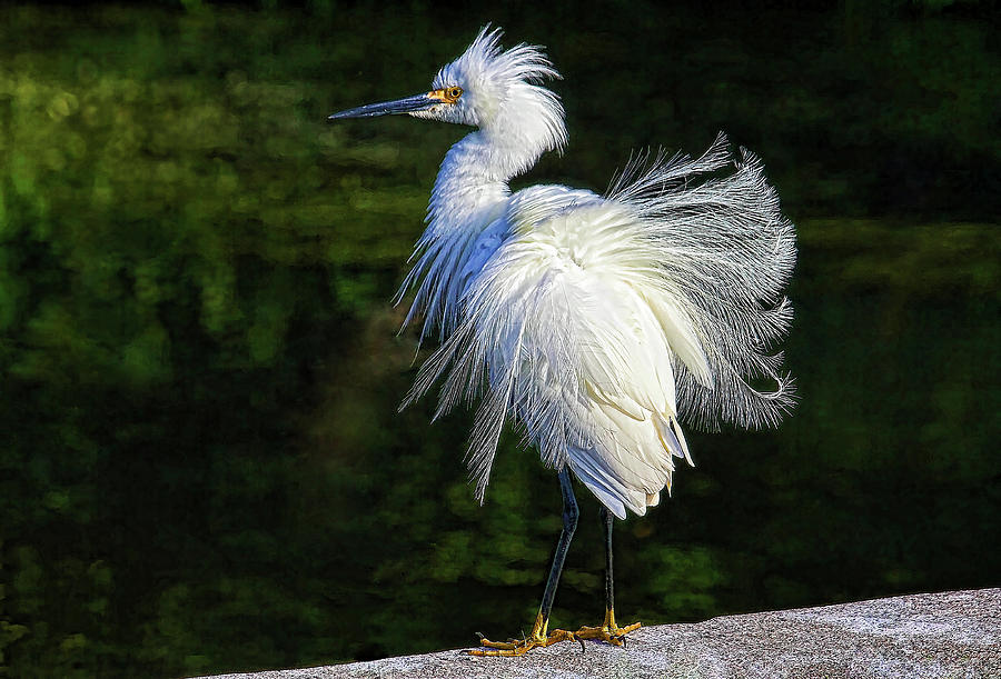 Plumage Display Photograph by HH Photography of Florida